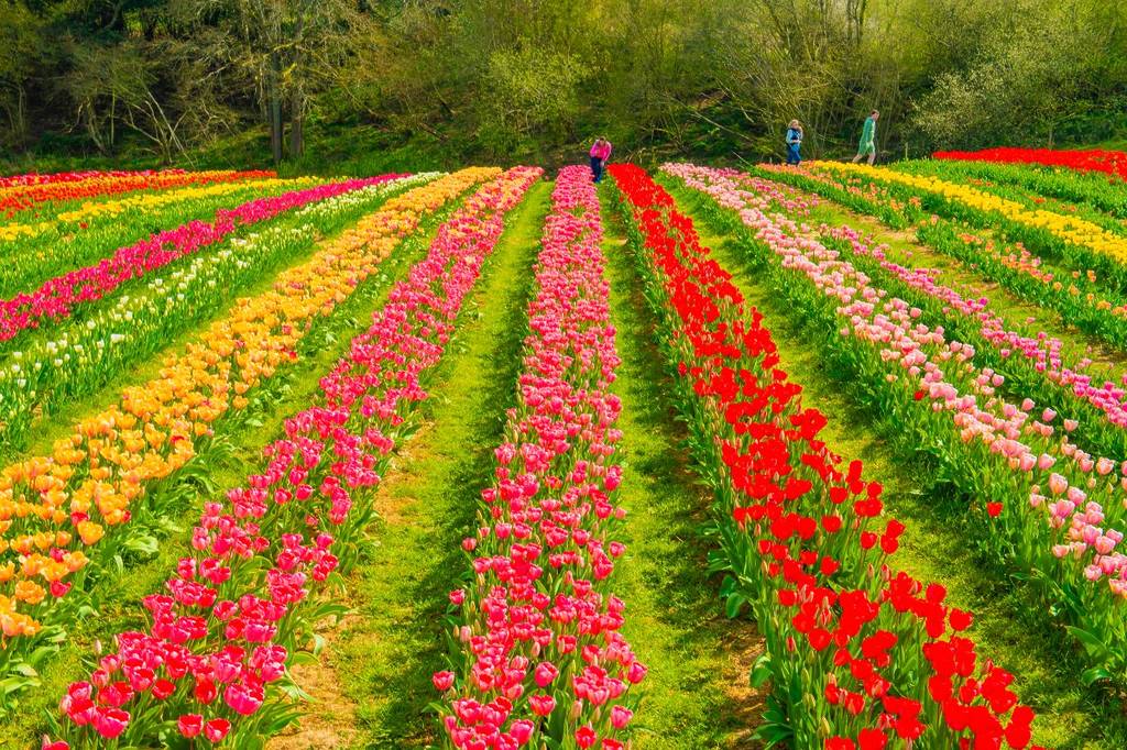 Rijen veelkleurige tulpen in een veld