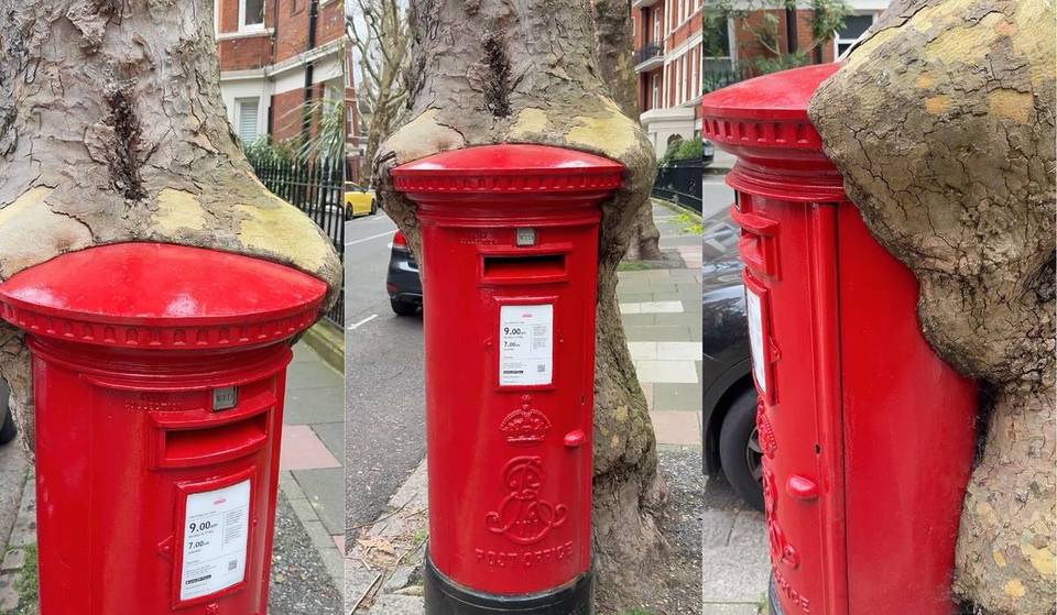 This tree in West Kensington is slowly swallowing a 100-year-old postbox — and it looks like something straight out of a fairytale