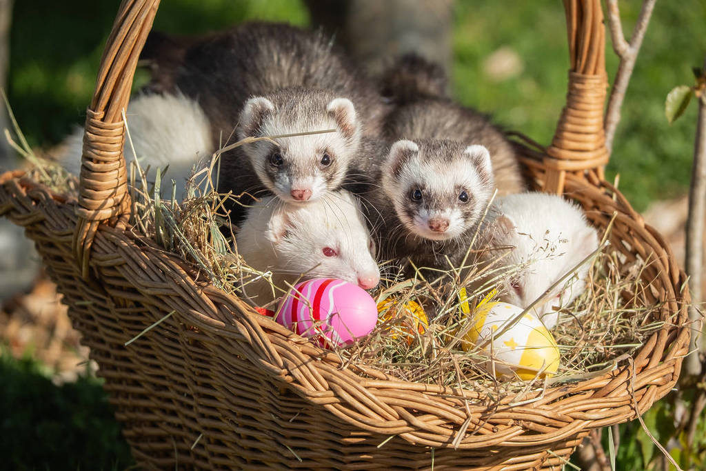 Cinq furets jouant avec des œufs de Pâques parfumés