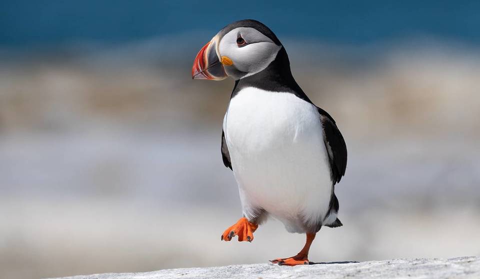 La fauna selvatica del Regno Unito sostituirà personaggi storici come Churchill e Shakespeare sulle banconote – e la Banca d’Inghilterra ti permette di scegliere il nuovo volto della sterlina britannica