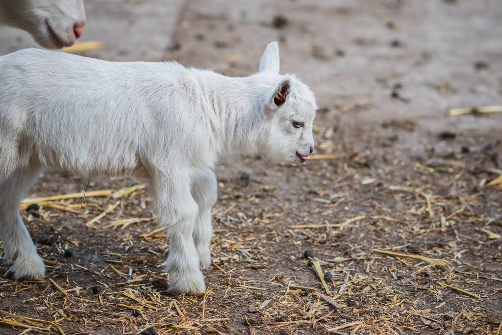 Eine kleine Ziege mit weißem Fell. Heu liegt auf dem Boden und die Ziege hat die Zunge herausgestreckt.