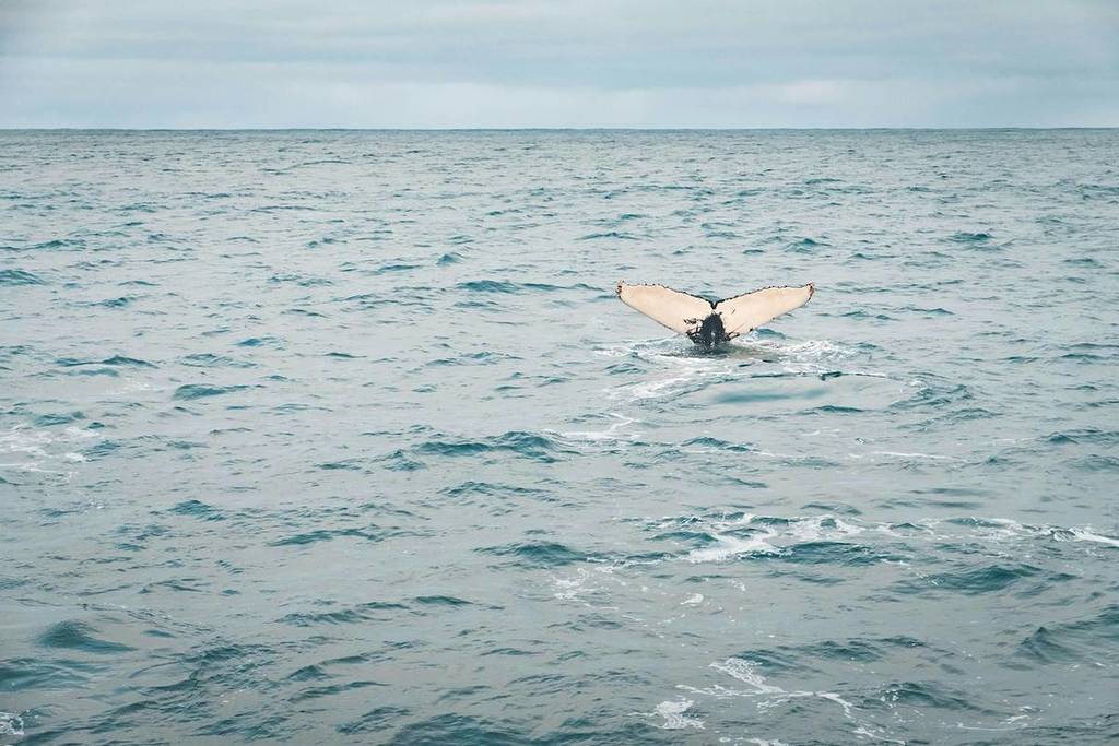whale watching Jet2 