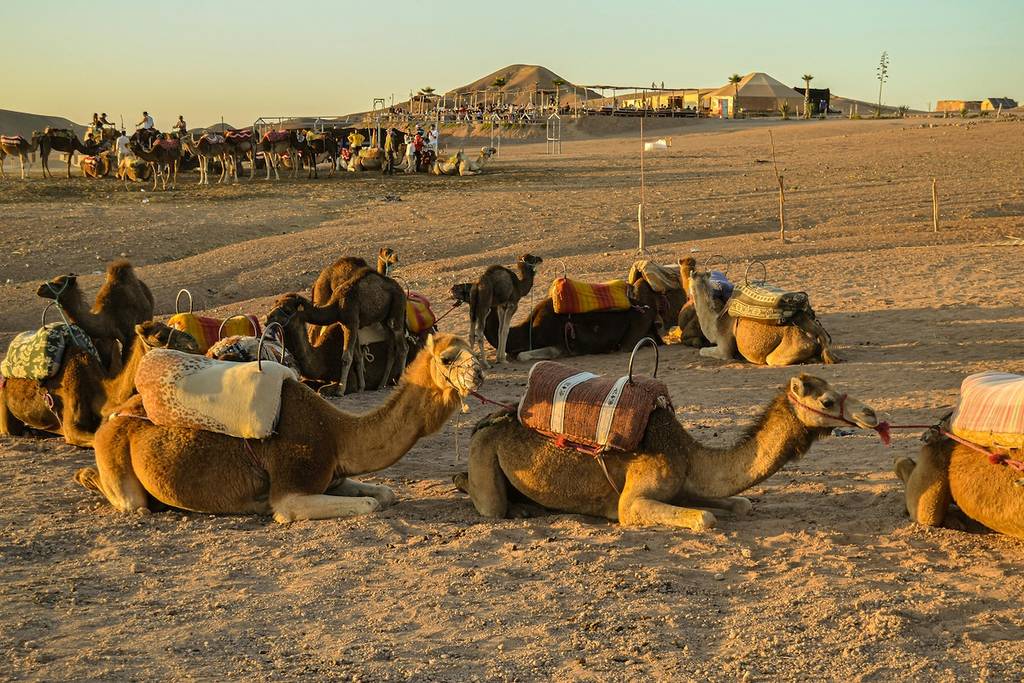camels in the desert in Marrakech