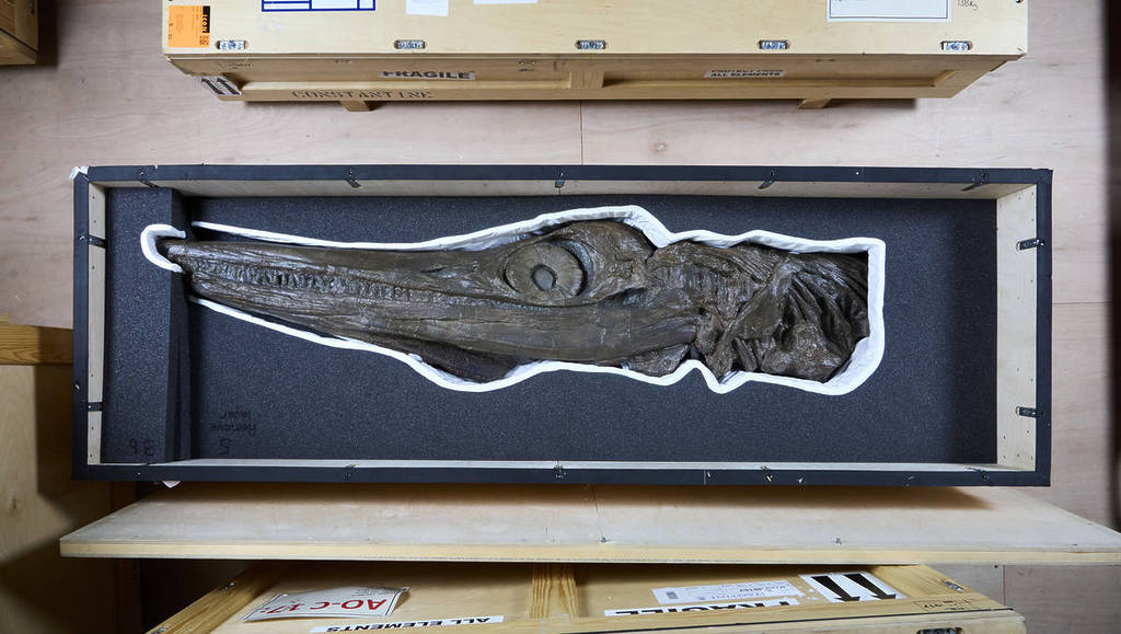 a large fossil of the tail of an underwater predator from the jurrasic era