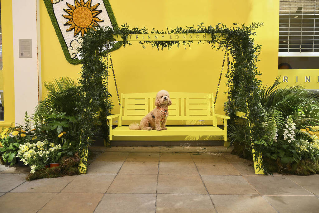 a cute dog sat on a yellow swinging bench, framed with greenery