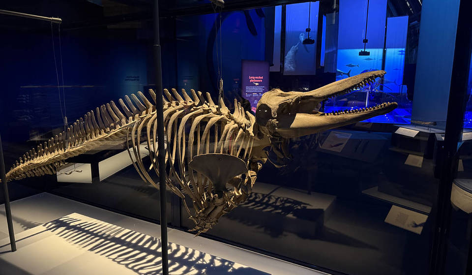 Diese furchterregende neue Ausstellung bringt Besucher Auge in Auge mit den tödlichsten Raubtieren des Ozeans – sieh dir die ‚Monster der Tiefe‘ von vor 200 Millionen Jahren an