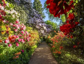 Este espetacular jardim antigo, a apenas 90 minutos de Londres, é uma «explosão de cor e aroma» — e é o lar de mais de 100 cangurus-anões que andam à solta
