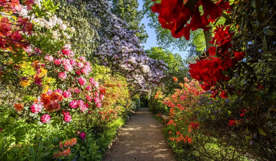 This spectacular ancient garden just 90 minutes from London is an ‘explosion of colour and scent’ – and it’s home to over 100 free-roaming wallabies