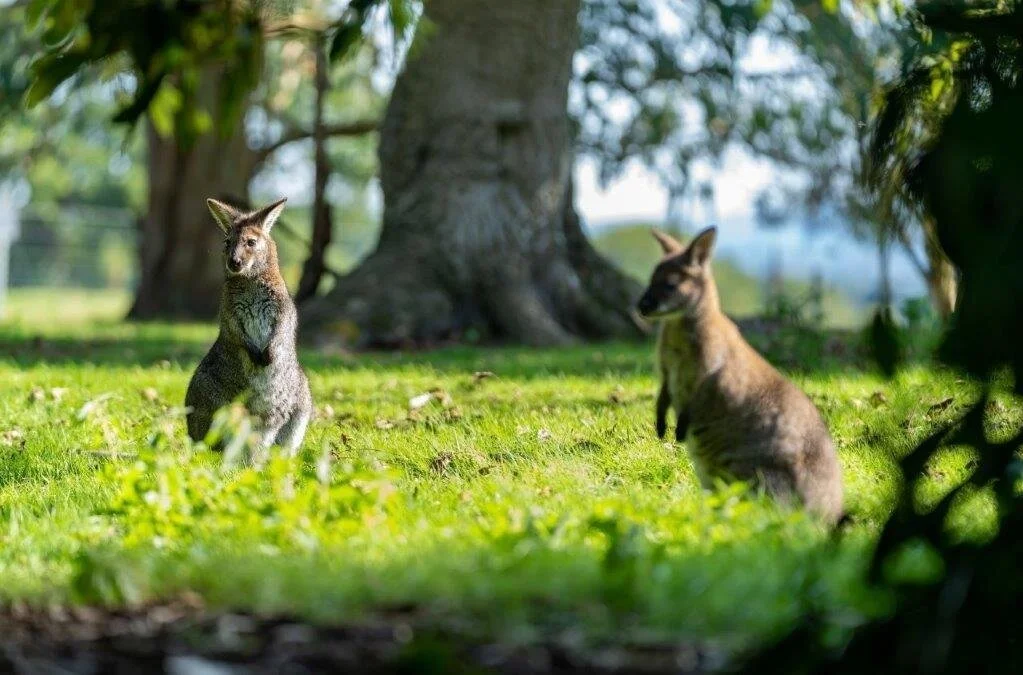 Due wallaby in un campo d'erba