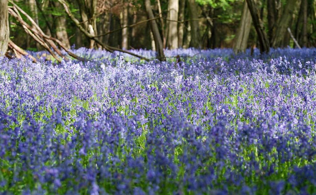 Bluebell Woods Nahaufnahme von lila Hellerbos-Pflanzen auf dem Ashridge Estate in den Chilterns, England, Großbritannien.