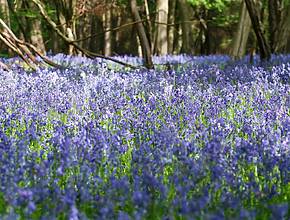O campo de campânulas mais bonito de Inglaterra fica a apenas 45 minutos de Londres — eis onde as podes ver em plena primavera