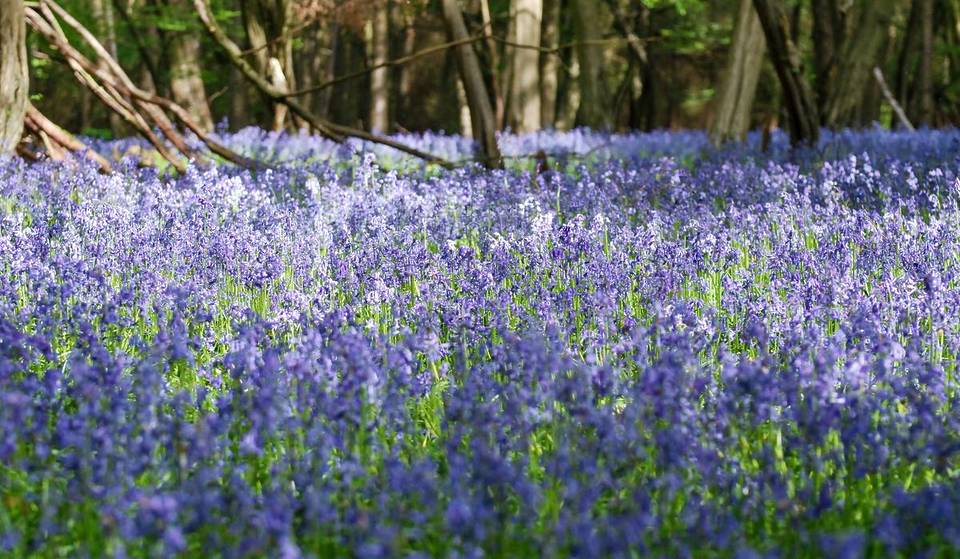 Il campo di campanule più bello d’Inghilterra è a soli 45 minuti da Londra: ecco dove ammirarle in piena primavera