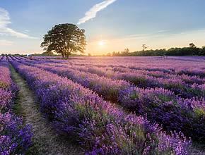 This breathtaking 25-acre lavender field near London opens to the public this week – here’s everything you need to know about visiting this purple paradise