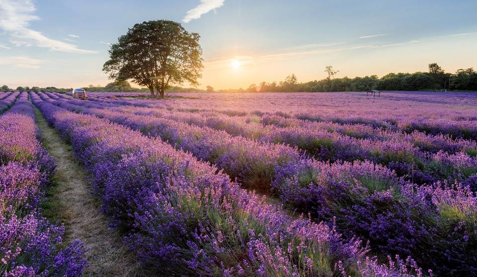 Questo campo di lavanda mozzafiato di 25 acri vicino a Londra chiuderà i battenti prima del previsto quest’anno: ecco quanto tempo ti resta per visitare questo paradiso viola da cartolina