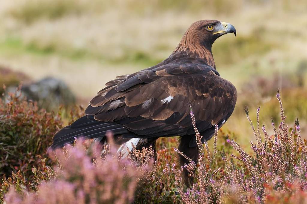 Prächtiger Steinadler. Ein Steinadler steht hoch und stolz in einer Moorlandschaft.