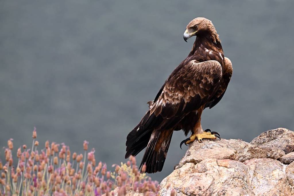Ein majestätischer Steinadler in den Bergen