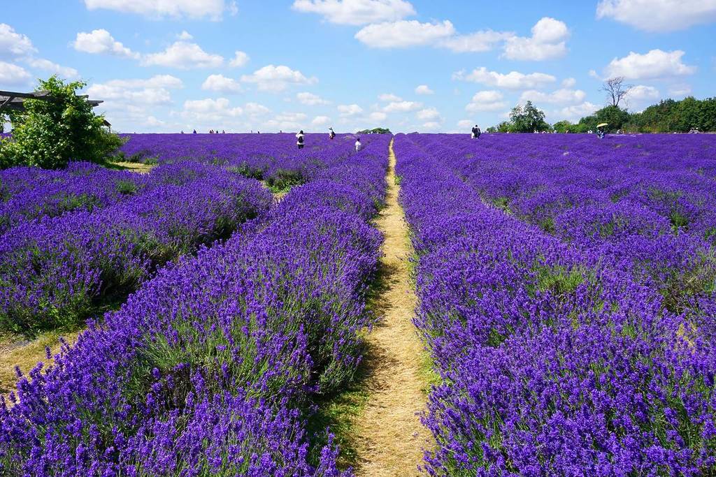 Een lavendelveld op een zonnige dag