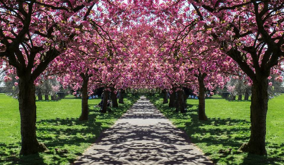130 rare cherry blossom trees have just been planted in Greenwich Park – forming a ‘valley of blossom’ in the heart of the capital city