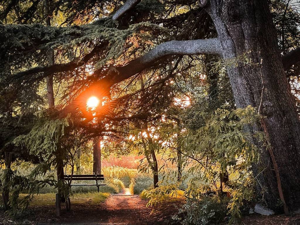 Uitzicht op een zonsondergang door de takken van een cederden in Wimbledon Common