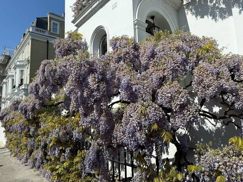 glycines en fleurs à côté d’une maison blanche à Stafford Terrace