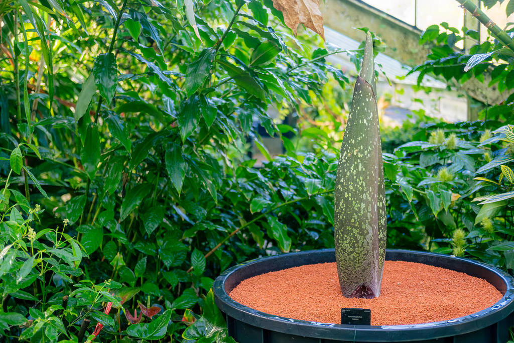 Eine Titanwurz, auch Leichenblume genannt, wächst unter anderem Grün in Kew Gardens