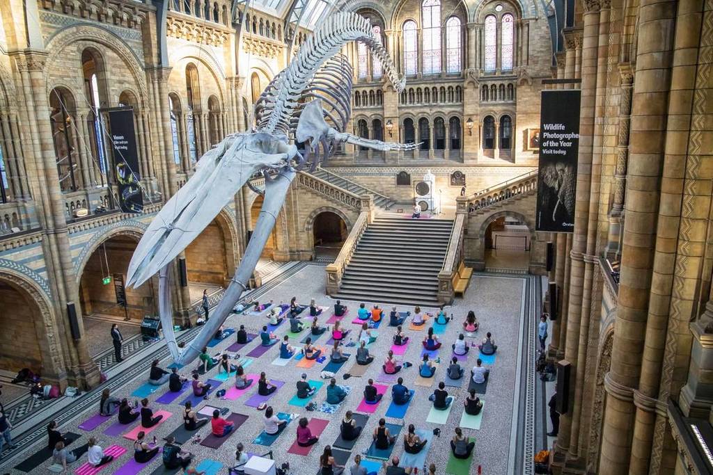 Reihen von Menschen, die im Naturkundemuseum Yoga machen, unter Hoffnung auf das schwebende Skelett des Wals