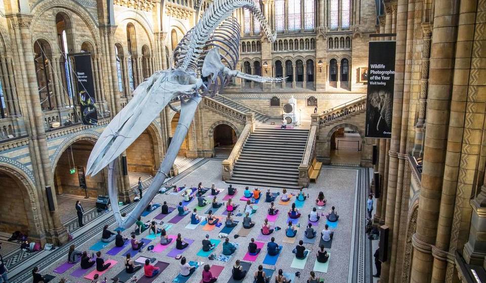 Tu peux faire du yoga en soirée au Musée d&rsquo;histoire naturelle – étire-toi en position du chien tête en bas sous Hope la baleine