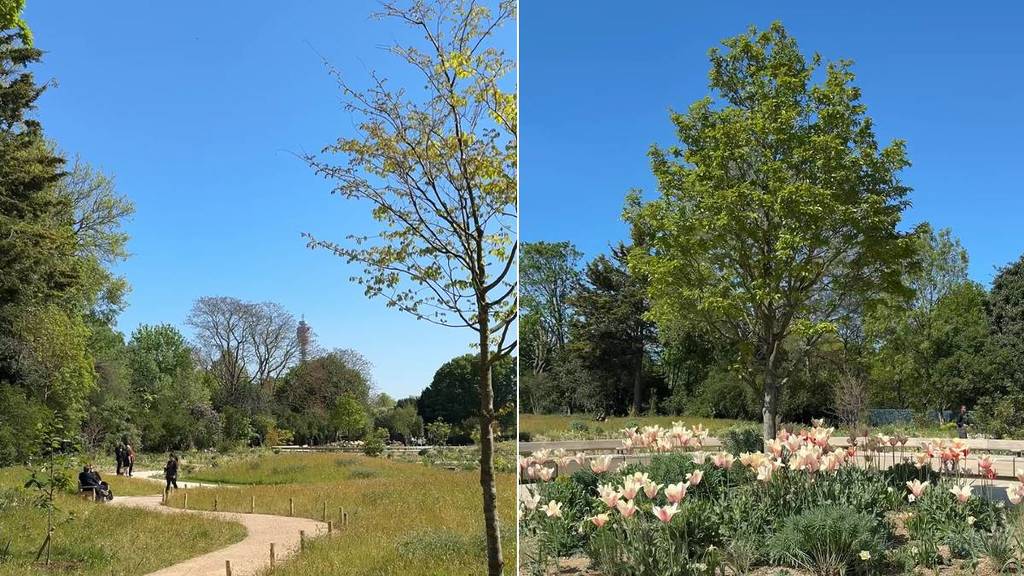 Nächste Woche wird in einem der berühmtesten Parks Londons ein wunderschöner Garten zum Gedenken an das Leben von Königin Elizabeth II. eröffnet – mit ihren Lieblingsblumen und einer Panorama-Aussichtsplattform
