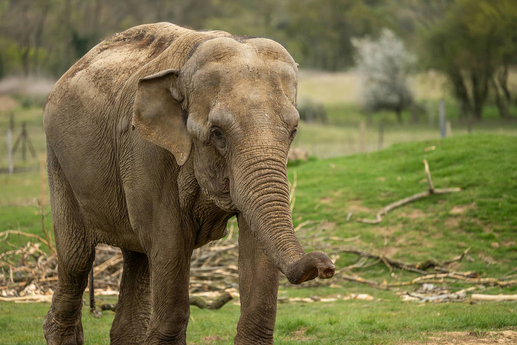 Elefante asiatico allo zoo di Whipsnade