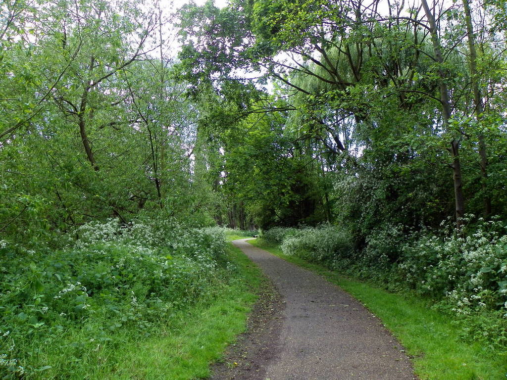 Ein von Bäumen gesäumter Fußweg im Lee Valley Park