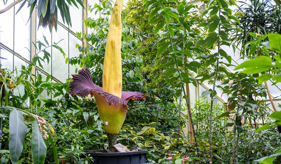 Une « fleur cadavre » est en pleine floraison à Kew Gardens – dépêche-toi d’aller la voir, car la fleur la plus puante de Londres ne restera ouverte que quelques jours