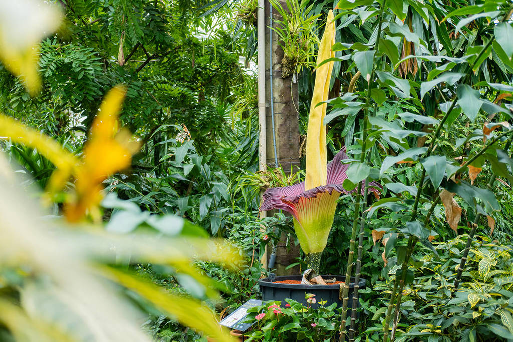 eine Titanwurz, auch Leichenblume genannt, in voller Blüte mit leuchtend violetten und gelben Farben, inmitten anderer Pflanzen in den Kew Gardens