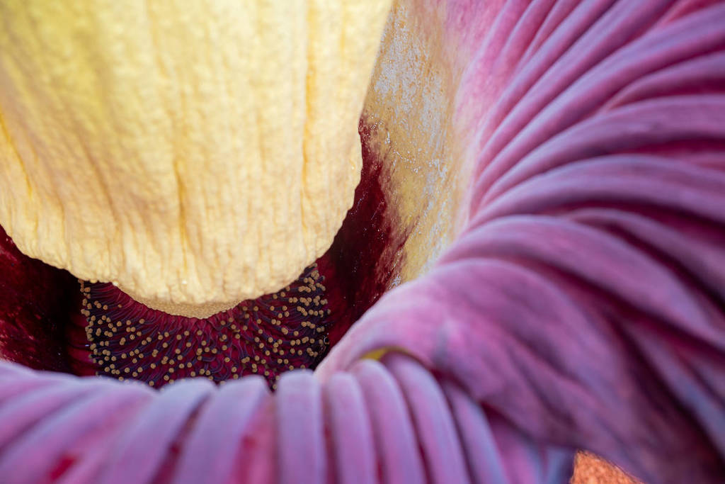 een close-up van de bloeiende titan arum lijkbloem, met de paarse bloemen en de details van de gele meeldraden