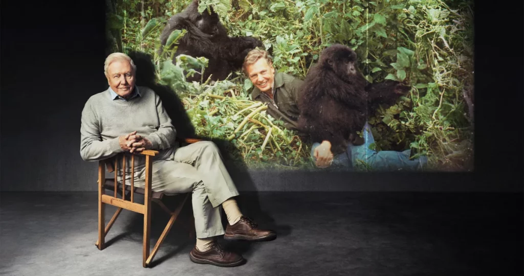 David Attenborough saß auf einem Stuhl vor einem Bild seines jüngeren Ichs, wie er mit einer Gorillafamilie filmte