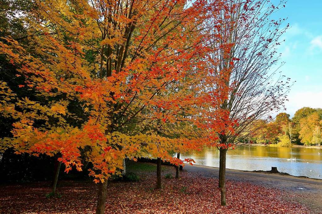 Black Park Country Park, Buckinghamshire, England. Ein Blick auf Bäume, die ihre Herbstfarben zeigen, mit dem See im Hintergrund.