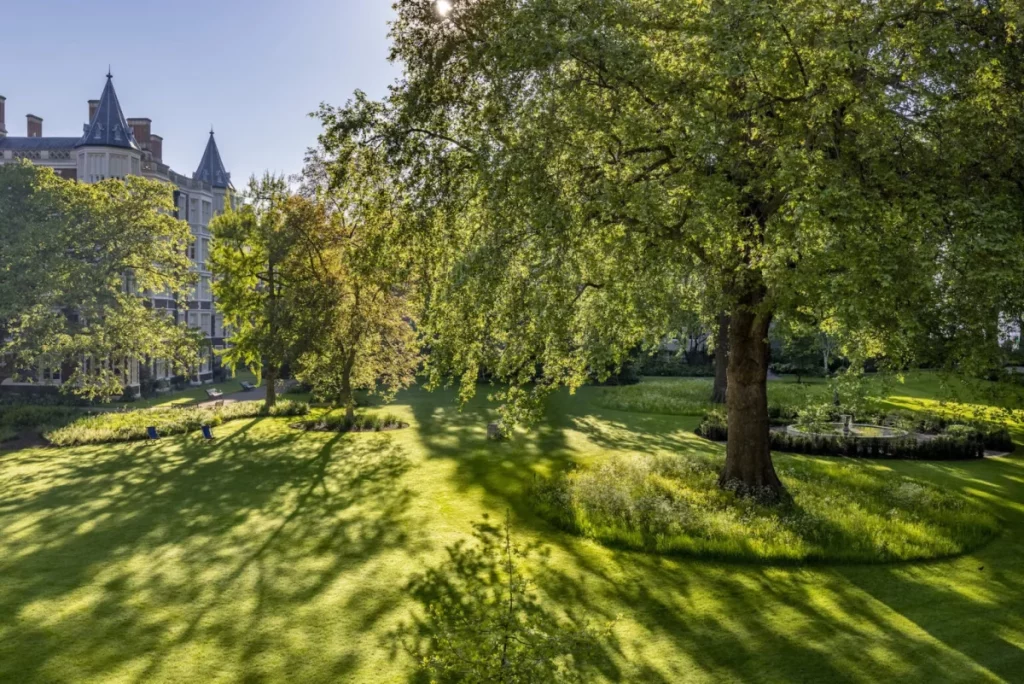 Ein großer Baum inmitten eines sonnigen Gartens in London