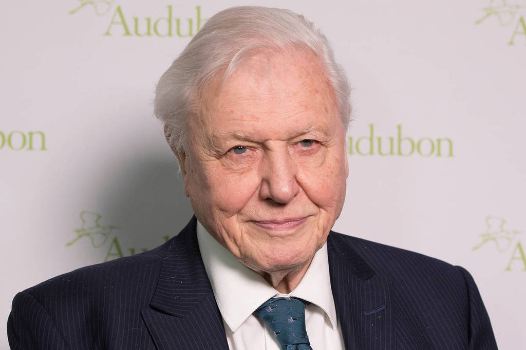 Eine Kopf- und Schulteraufnahme von Sir David Attenborough in einem Anzug