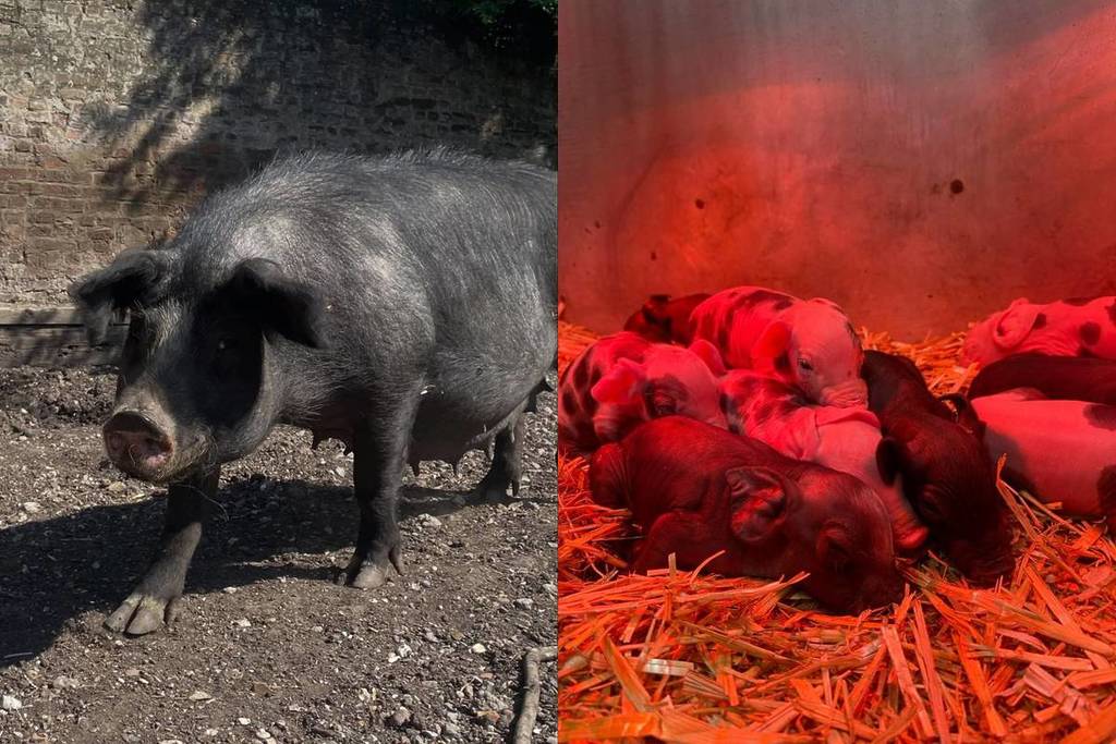 Ein geteiltes Bild, das das Schwein Penny und ihre neugeborenen Ferkel zeigt
