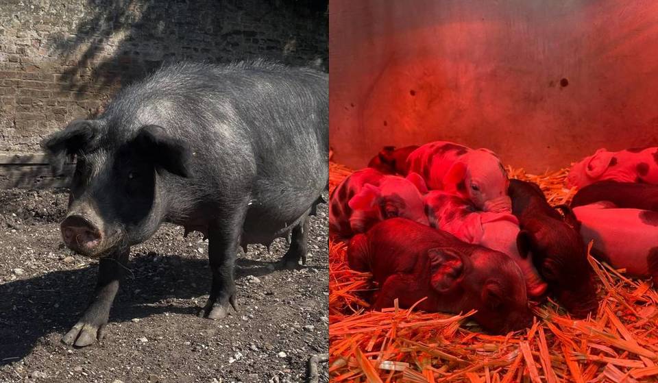 Penny, la truie de la Hackney City Farm, a donné naissance à des porcelets – et tu peux aller les voir ce week-end