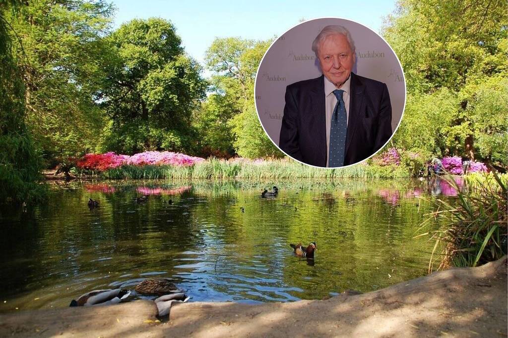 Ein Bild eines von viel Grün umgebenen Teichs im Richmond Park mit einer kreisförmigen Überlagerung mit einem Bild von Sir David Attneborough
