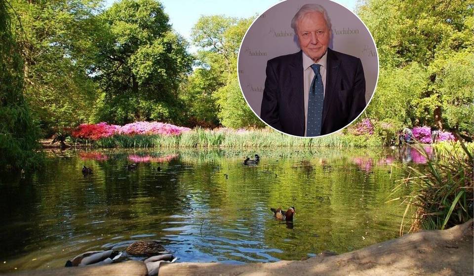 Un sentier nature dans le plus grand parc royal de Londres vient d&rsquo;être rebaptisé en l&rsquo;honneur de Sir David Attenborough – et il comporte une toute nouvelle clairière boisée plantée par des bénévoles