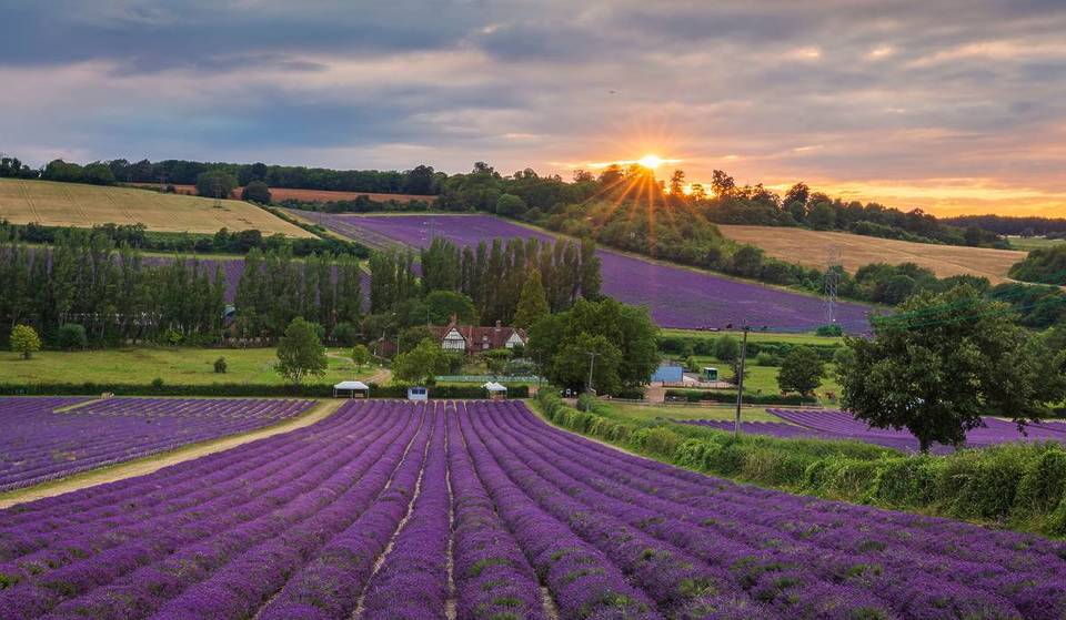 La plus grande exploitation de lavande du Royaume-Uni a officiellement ouvert son paradis violet de 110 acres pour l&rsquo;été — et elle n&rsquo;est qu&rsquo;à une heure de Londres