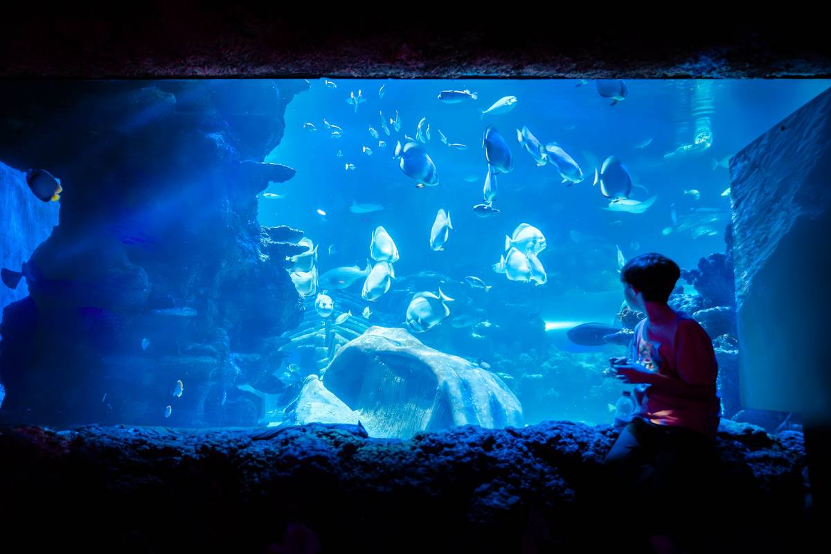 倫敦暑假親子遊好去處推介:水族館鯊魚展覽與漢堡體驗等七大活動