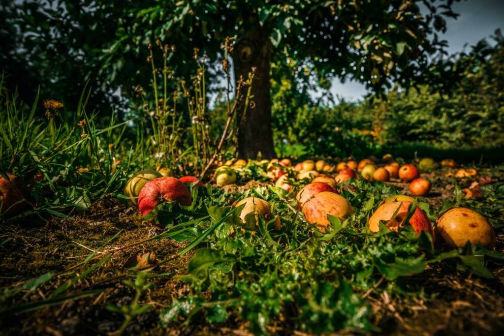 appels in een boomgaard