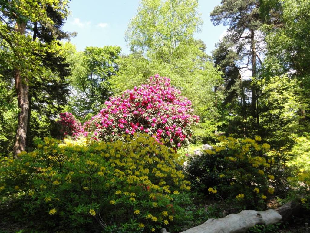 Blühende Blumen inmitten grüner Blätter in einem Garten