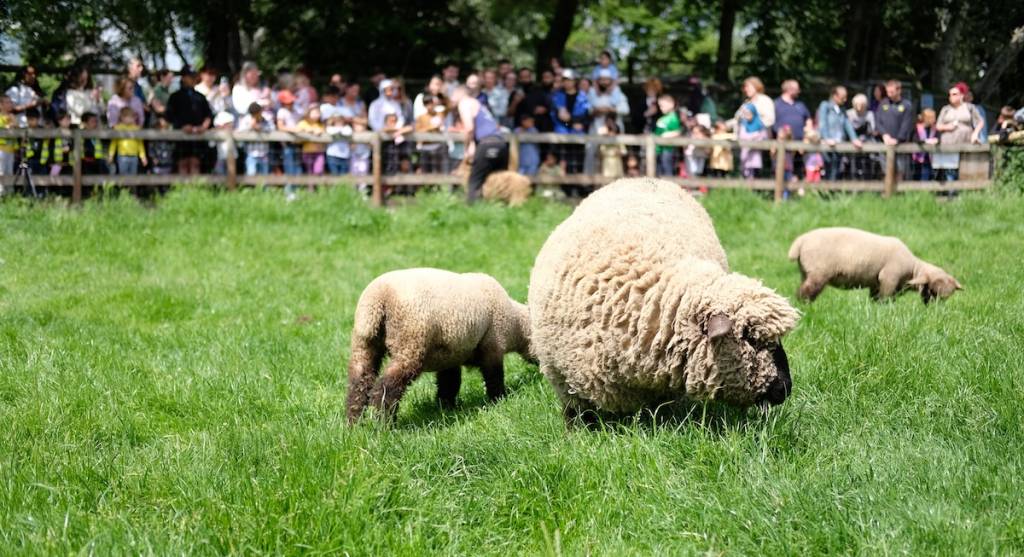 mud chute farm London greater anglia sheep kids family day out