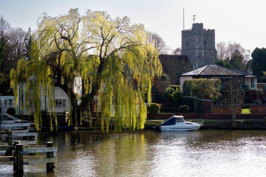 A riverside with a large tree and a boat with some old looking building in the background