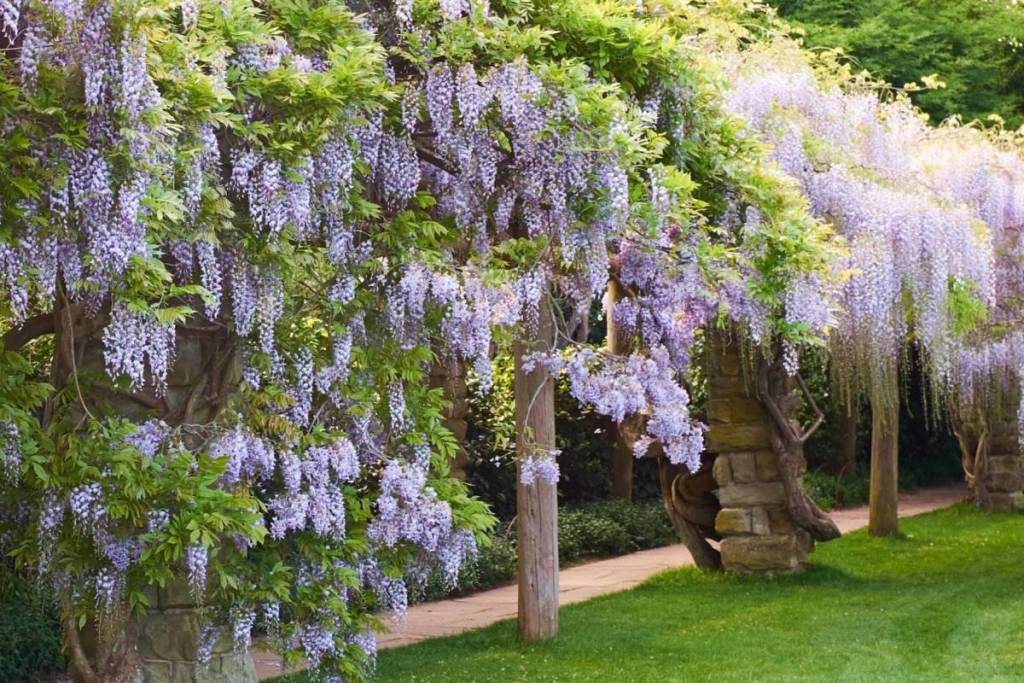 glicínias a crescer num jardim em Nymans