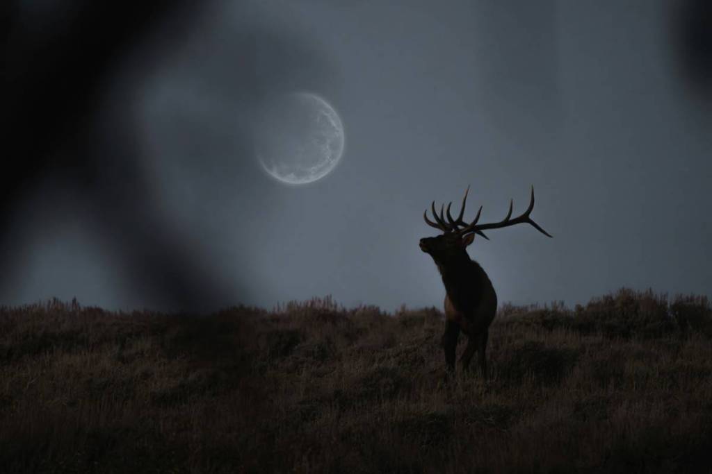 deer in a field with a full moon in the back