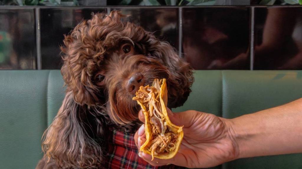 un perro al que le dan de comer con la mano un taco apto para perros